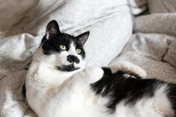 Симпатичная черно-белая кошка с усами, играющая с мышиной игрушкой — стоковое фото