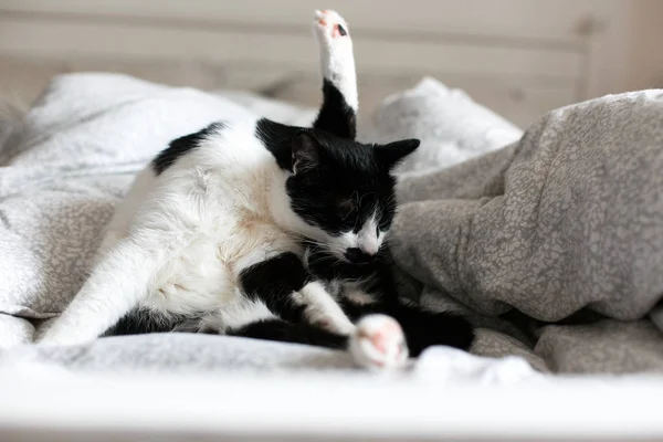 Niedliche Katze mit Schnurrbart Pflege auf dem Bett. lustig schwarz-weiß k — Stockfoto