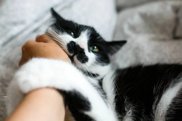 Cute cat with moustache biting owner hand on bed. Funny black an — Stock Photo, Image