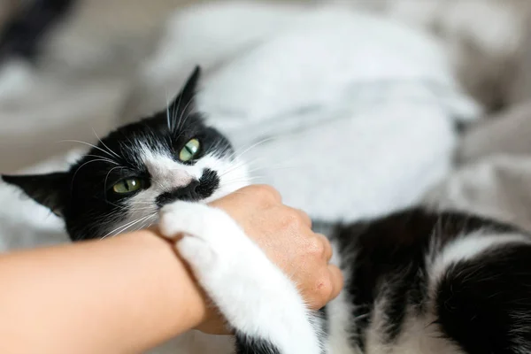 Lustige schwarz-weiße Miezekatze mit wütenden Emotionen beißt Mädchenhand — Stockfoto