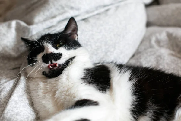 Chat mignon avec moustache couché et relaxant sur le lit, montrant la langue — Photo