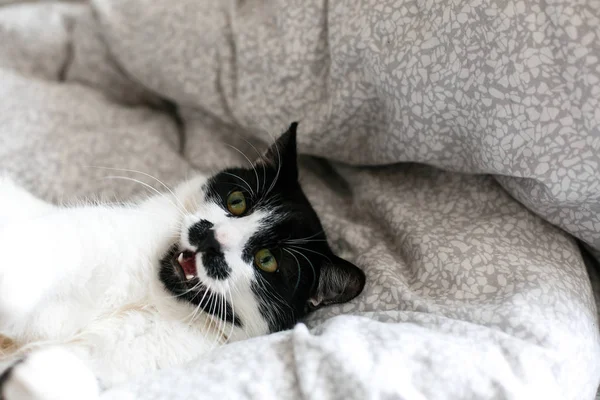 Niedliche Katze mit Schnurrbart liegt und entspannt auf dem Bett und zeigt Zähne. — Stockfoto