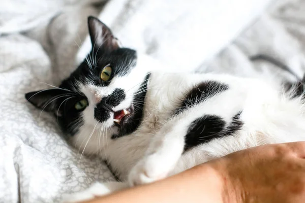 Смішна чорно-біла кошеня з розлюченими емоціями кусає дівчину рукою — стокове фото