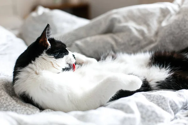 Милий кіт з вусами, що доглядають на ліжку. Смішний чорно-білий k — стокове фото