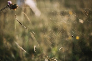 Gün batımında güneşli çayırda kır çiçekleri üzerinde güzel örümcek ağı