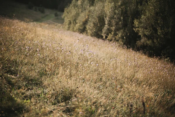 Schöne Knautia arvensis Wildblumen auf sonniger Wiese bei Sonnenuntergang — Stockfoto