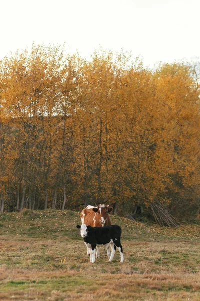 Bonito bezerro preto e branco bonito em pé perto de vaca marrom e — Fotografia de Stock