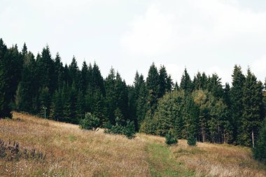 Güneşli bir günde orman ile yeşil dağ tepeleri üzerinde güzel görünümü.