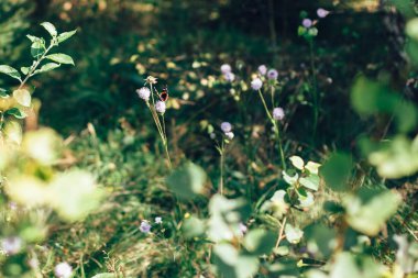Güzel turuncu kelebek mor kır çiçekleri güneşli m oturuyor