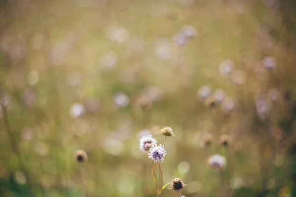 Belle arvensis knautia fleurs sauvages dans prairie ensoleillée sur les collines — Photo