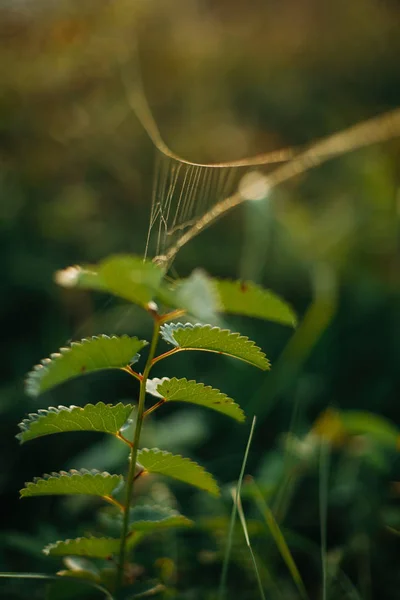 Schöne Wildblumen und Kräuter mit Spinnennetz auf sonniger Wiese — Stockfoto