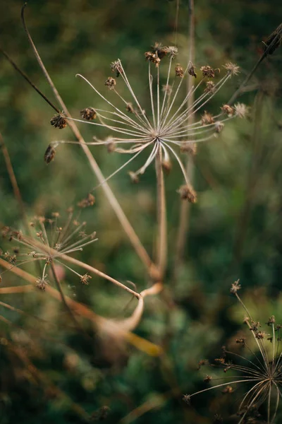 Hermosas hierbas secas, aegopodium podagraria o angélica, al sol — Foto de Stock