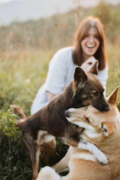 Стильна дівчина-бохо і дві милі собаки грають в траві і дикій природі — стокове фото