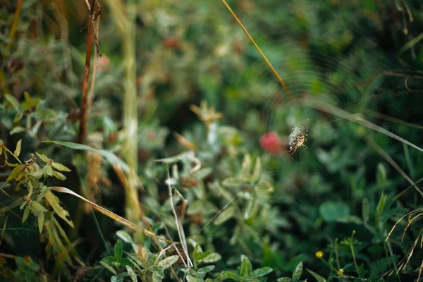 Lindas flores silvestres e ervas com aranha sentado na web em su — Fotografia de Stock