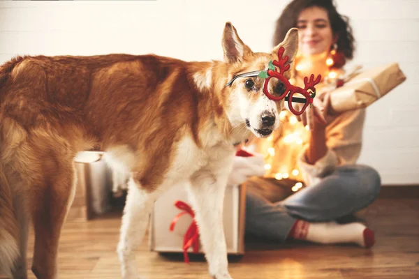 Schattige gouden hond op zoek met grappige emoties in feestelijke rendieren — Stockfoto