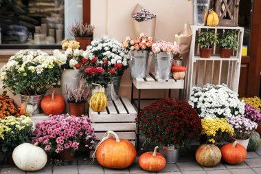 Pumpkins, Squash ve çiçekler şehir Stree rustik ahşap kutular üzerinde