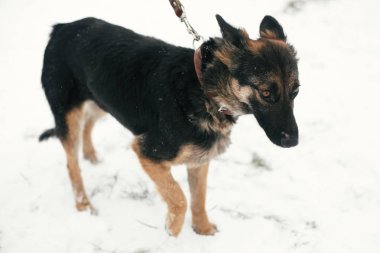 Karlı kış parkı yürüyüş üzgün gözleri ile sevimli korkmuş köpek yavrusu. Mi