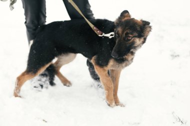 Karlı kış parkı yürüyüş üzgün gözleri ile sevimli korkmuş köpek yavrusu. Mi