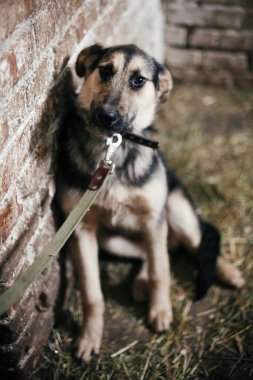 Sevimli korkmuş köpek eski barınakta kafesten bakıyor, öyle bekliyor