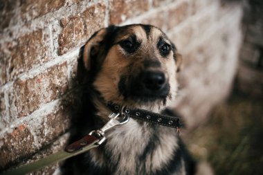 Sevimli korkmuş köpek eski barınakta kafesten bakıyor, öyle bekliyor