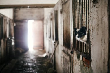 Sevimli korkmuş köpek eski barınakta kafes barlarından bakıyor, f bekliyor