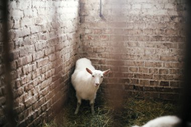 Sevimli küçük keçi saman yeme ve eski shelt kafesten bakıyor