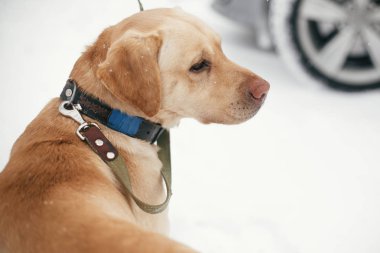 Karlı kış parkı sahibi ile sevimli altın labrador yürüyüş. Mi