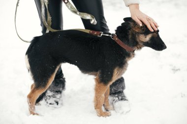 Kişi karlı kış üzgün gözleri ile sevimli korkmuş köpek okşama