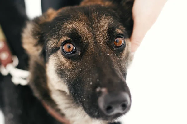 Pessoa acariciando bonito cachorro assustado com olhos tristes no inverno nevado — Fotografia de Stock