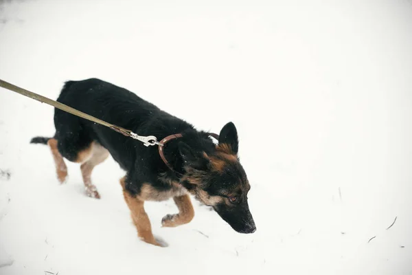 Schattig bang puppy met trieste ogen wandelen in besneeuwde Winter Park. Mi — Stockfoto