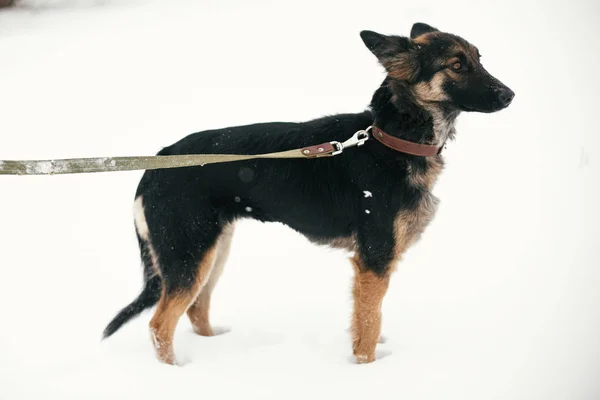 Schattig bang puppy met trieste ogen wandelen in besneeuwde Winter Park. Mi — Stockfoto