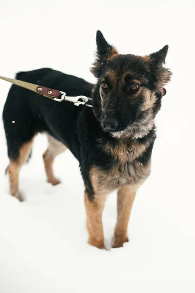 Schattig bang puppy met trieste ogen wandelen in besneeuwde Winter Park. Mi — Stockfoto