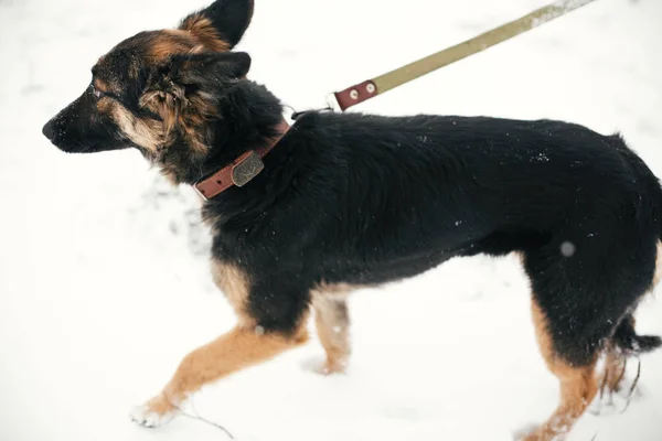 Cão assustado bonito com olhos tristes andando no parque de inverno nevado. Mi — Fotografia de Stock
