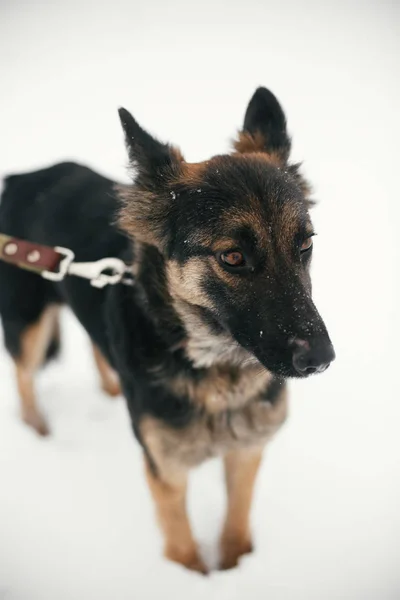 Cão assustado bonito com olhos tristes andando no parque de inverno nevado. Mi — Fotografia de Stock