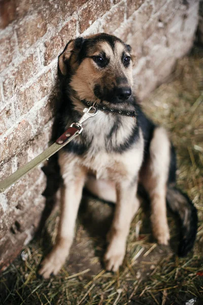 Schattig bang hond uit kooi in oude Shelter, wachten op zo — Stockfoto