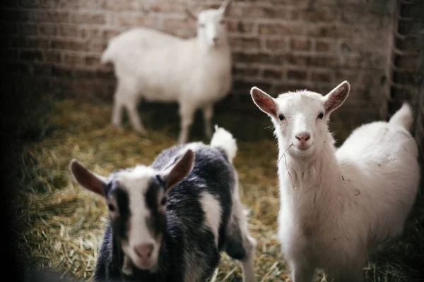 Mignonnes petites chèvres mangeant de la paille et regardant de la cage dans une vieille coquille — Photo