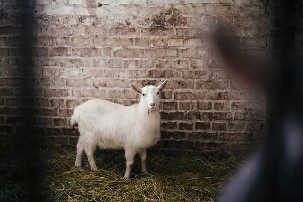 Linda cabra comiendo paja y mirando desde la jaula en el viejo refugio —  Fotos de Stock