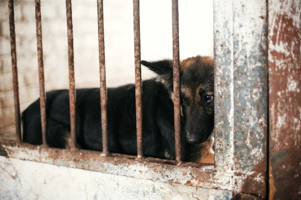 Niedlicher verängstigter Hund, der aus Käfiggittern im alten Tierheim schaut und auf — Stockfoto