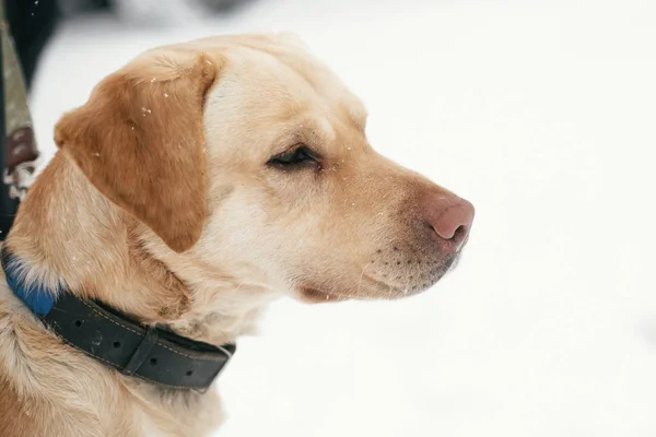 Schattig gouden Labrador portret met trieste ogen wandelen in besneeuwde Win — Stockfoto
