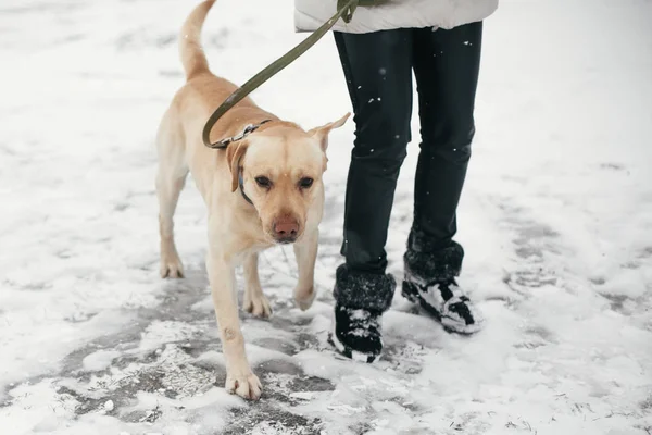 Niedlichen goldenen Labrador zu Fuß mit Besitzer im verschneiten Winterpark. mi — Stockfoto