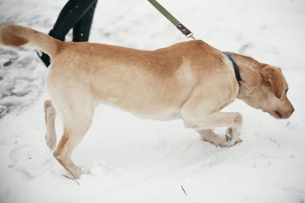 Niedlichen goldenen Labrador zu Fuß mit Besitzer im verschneiten Winterpark. mi — Stockfoto