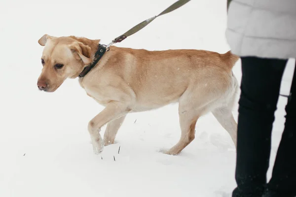 Niedlichen goldenen Labrador zu Fuß mit Besitzer im verschneiten Winterpark. mi — Stockfoto
