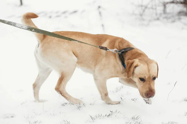 Leuke gouden Labrador wandelen met eigenaar in besneeuwde Winter Park. Mi — Stockfoto