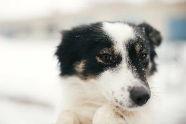 Schattig bang hond in persoon handen in besneeuwde Winter Park. Mensen knuffelen — Stockfoto