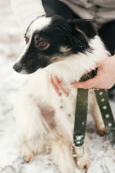 Cute scared dog in person hands in snowy winter park. People hug — Stock Photo, Image