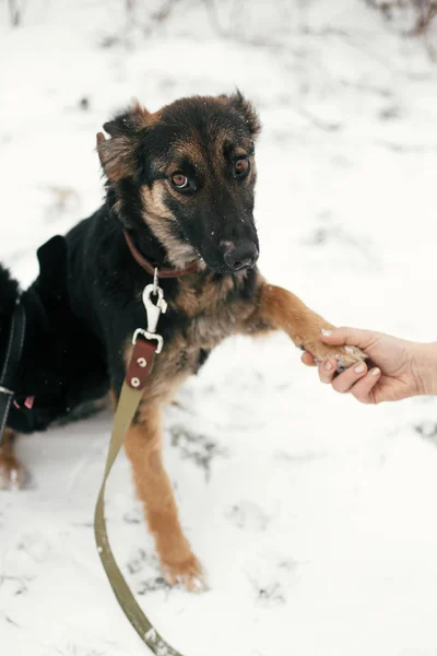 Cute scared puppy with sad eyes giving paw to person in snowy wi — Stock Photo, Image