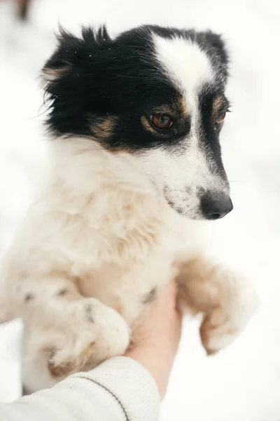 Schattig bang hond in persoon handen in besneeuwde Winter Park. Mensen knuffelen — Stockfoto