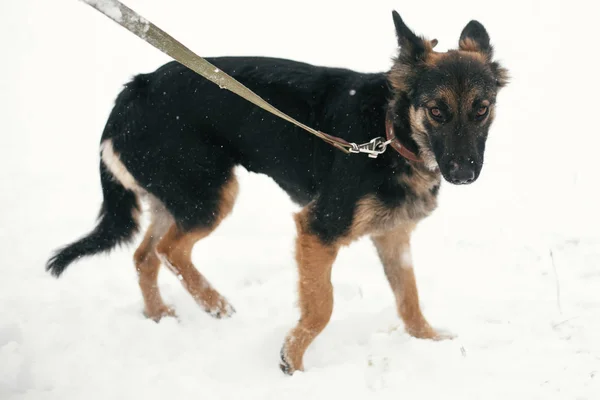 Schattig bang puppy met trieste ogen wandelen in besneeuwde Winter Park. Mi — Stockfoto