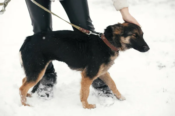 Persoon strelen schattig bang puppy met trieste ogen in besneeuwde winter — Stockfoto