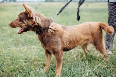 Yaz parkında yeşil çimenlerde yürüyen sevimli kahverengi köpek. Karışık bree